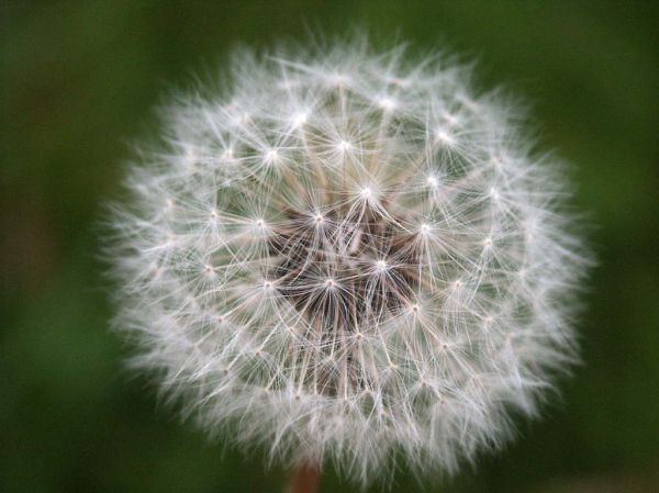 Cliquez pour voir l'image en taille relle